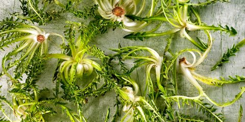 La planta de la achicoria o Ciichorium intybus, es de la familia de las asteráceas,