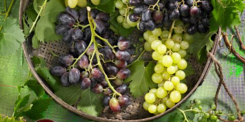 uvas en cesta
